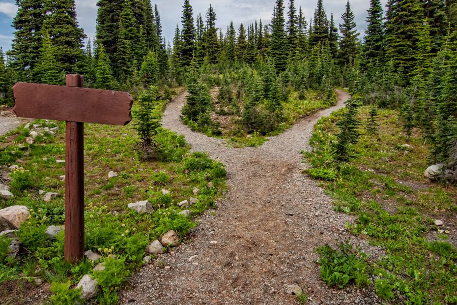 Shows a path through trees branching into two paths as it recedes into thicker forest in the distance